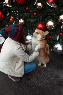 friends relationship. teen girl with her dog friend corgi outdoor near christmas tree background . christmas  concept, free space