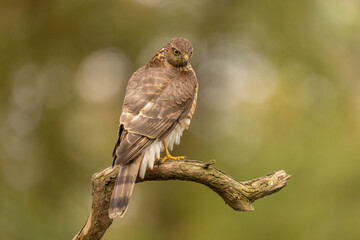 Sparrowhawk, Accipiter nisus. Bird of Prey