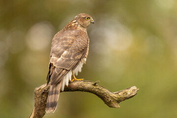 Sparrowhawk, Accipiter nisus. Bird of Prey