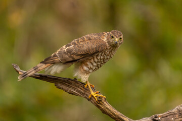 Sparrowhawk, Accipiter nisus. Bird of Prey - 489350010