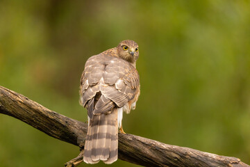 Sparrowhawk, Accipiter nisus. Bird of Prey
