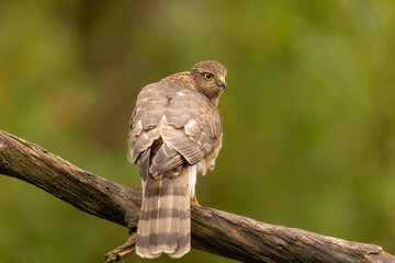 Sparrowhawk, Accipiter nisus. Bird of Prey