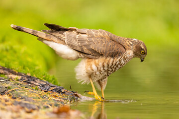 Sparrowhawk, Accipiter nisus. Bird of Prey
