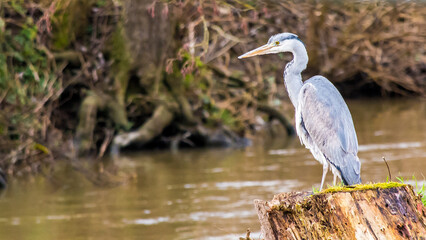Naklejka premium Limburg, Hessen, Deutschland, Graureiher (Ardea cinerea)
