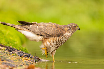 Sparrowhawk, Accipiter nisus. Bird of Prey