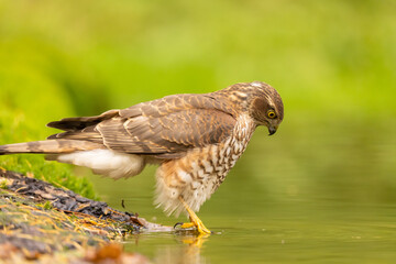 Sparrowhawk, Accipiter nisus. Bird of Prey