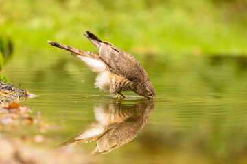 Sparrowhawk, Accipiter nisus. Bird of Prey