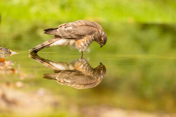 Sparrowhawk, Accipiter nisus. Bird of Prey