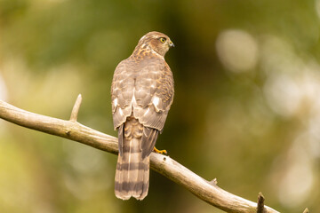 Sparrowhawk, Accipiter nisus. Bird of Prey