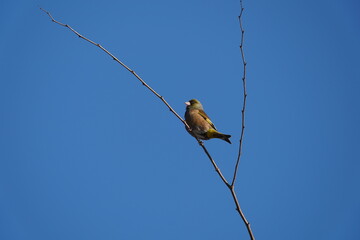 oriental greenfinch in the field