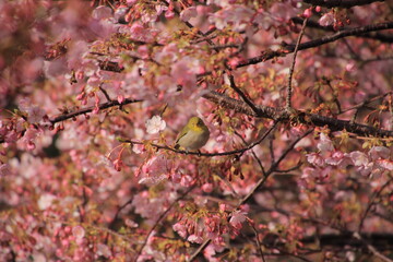 満開の河津桜とメジロ