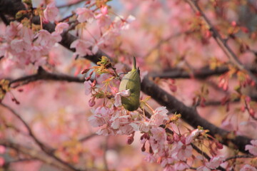 満開の河津桜とメジロ