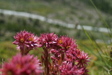 Fototapeta premium Blumen