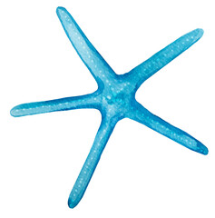 Hand drawn Watercolor blue turquoise starfish Illustration
