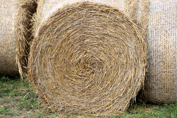 Haystacks for livestock feed for horses outdoors