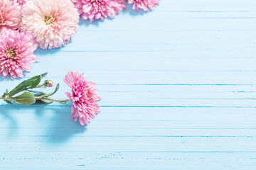 pink chrysanthemums on blue wooden background