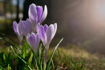 Crocus spring flowers in garden. Sunny time springtime day with sunshine light. Close-up. Shallow depth of field.