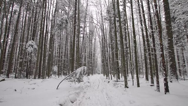 Walking with first person view in snowy forest on a trail with beeches