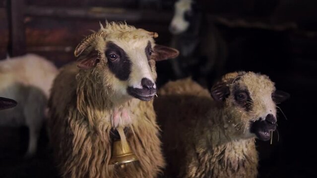 Sheep with a bell and a lamb stands in a barn