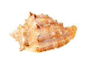 Seashell isolated on white background. Mollusk shell.