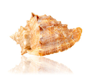 Seashell isolated on white background. Mollusk shell.
