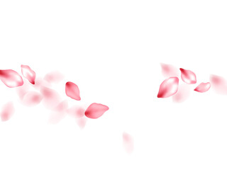 Pink sakura flower flying petals isolated on white vector background.