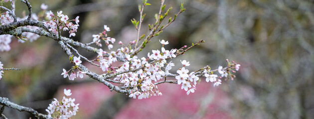Beautiful Yoshino Sakura Cherry Blossom is blooming with sprout in Alishan National Forest Recreation Area in Taiwan. © RomixImage