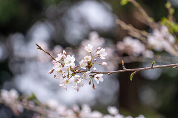 Beautiful Yoshino Sakura Cherry Blossom is blooming with sprout in Alishan National Forest Recreation Area in Taiwan.