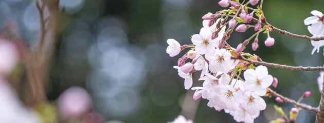 Beautiful Yoshino Sakura Cherry Blossom is blooming with sprout in Alishan National Forest Recreation Area in Taiwan.