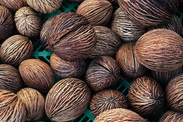 Palm Seeds for Sale at the Amsterdam Flower Market, Netherlands