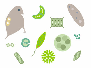 様々なプランクトンが集合