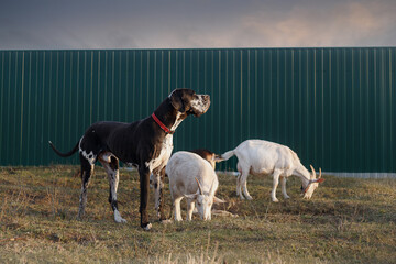 Harlequin merle Great Dane herding white goats in the yard near the fence