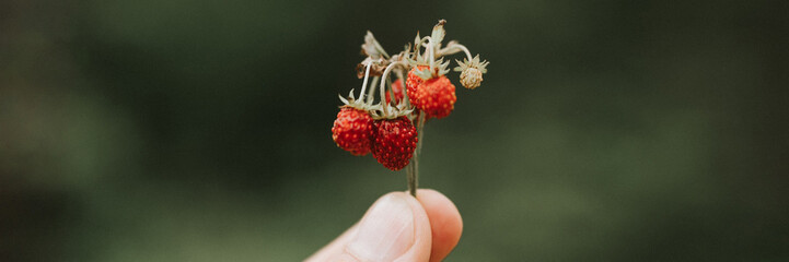 noisy grainy effect photo of sprig of wild berry strawberries in man's hand holds. male fingers...