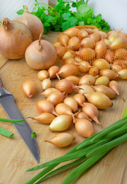 Allium cepa centurion stuttgarter cebula dymka w kuchni