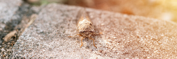 cicada cicadidae a black large flying chirping insect or bug or beetle on a stone curb. animals living in hot countries in Turkey. banner. flare