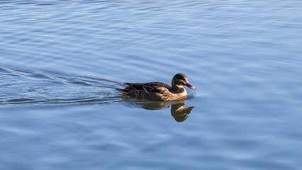 duck swimming in the water - obrazy, fototapety, plakaty