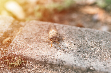 cicada cicadidae a black large flying chirping insect or bug or beetle on a stone curb. animals living in hot countries in Turkey. flare