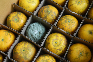 rotten and fresh orange in paper packaging box . 