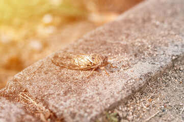 cicada cicadidae a black large flying chirping insect or bug or beetle on a stone curb. animals living in hot countries in Turkey. flare