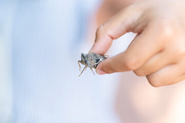 kid hand holding cicada cicadidae a black large flying chirping insect or bug or beetle on arm. child researcher exploring animals living in hot countries in Turkey