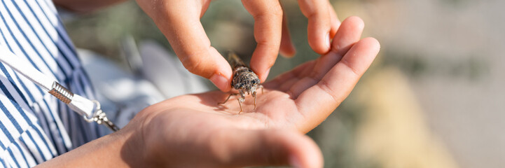 kid hand holding cicada cicadidae a black large flying chirping insect or bug or beetle on arm....