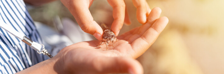 kid hand holding cicada cicadidae a black large flying chirping insect or bug or beetle on arm. child researcher exploring animals living in hot countries in Turkey. banner. flare