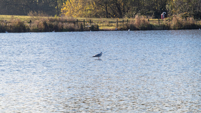 gull on water