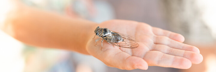 Obraz premium kid hand holding cicada cicadidae a black large flying chirping insect or bug or beetle on arm. child researcher exploring animals living in hot countries in Turkey. banner