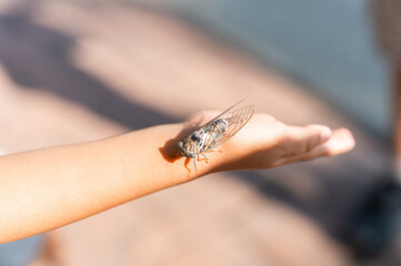kid hand holding cicada cicadidae a black large flying chirping insect or bug or beetle on arm. child researcher exploring animals living in hot countries in Turkey