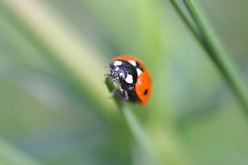 Fototapeta premium ladybug on leaf