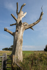 Fototapeta na wymiar Dead tree trunk remains in an English countryside field