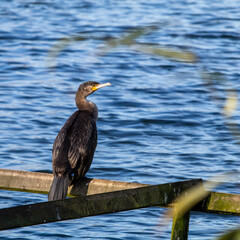 cormorant