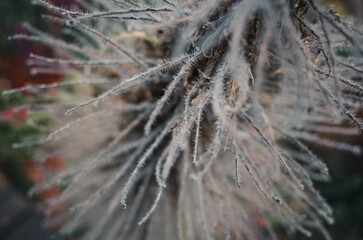 Close up of a plant