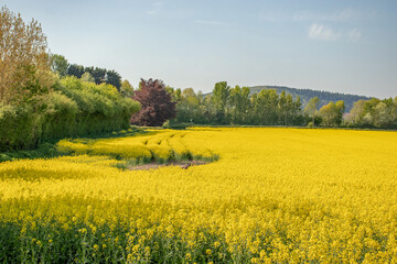 Fields of yellow canola flowers in the summertime.